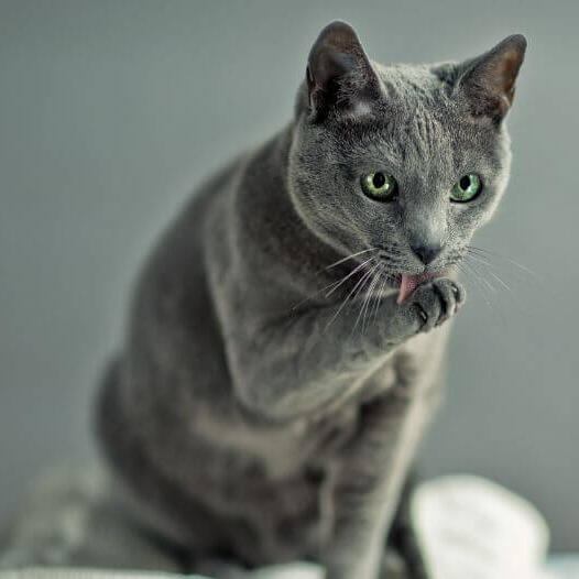 Russian Blue Cat Breed Information Purina